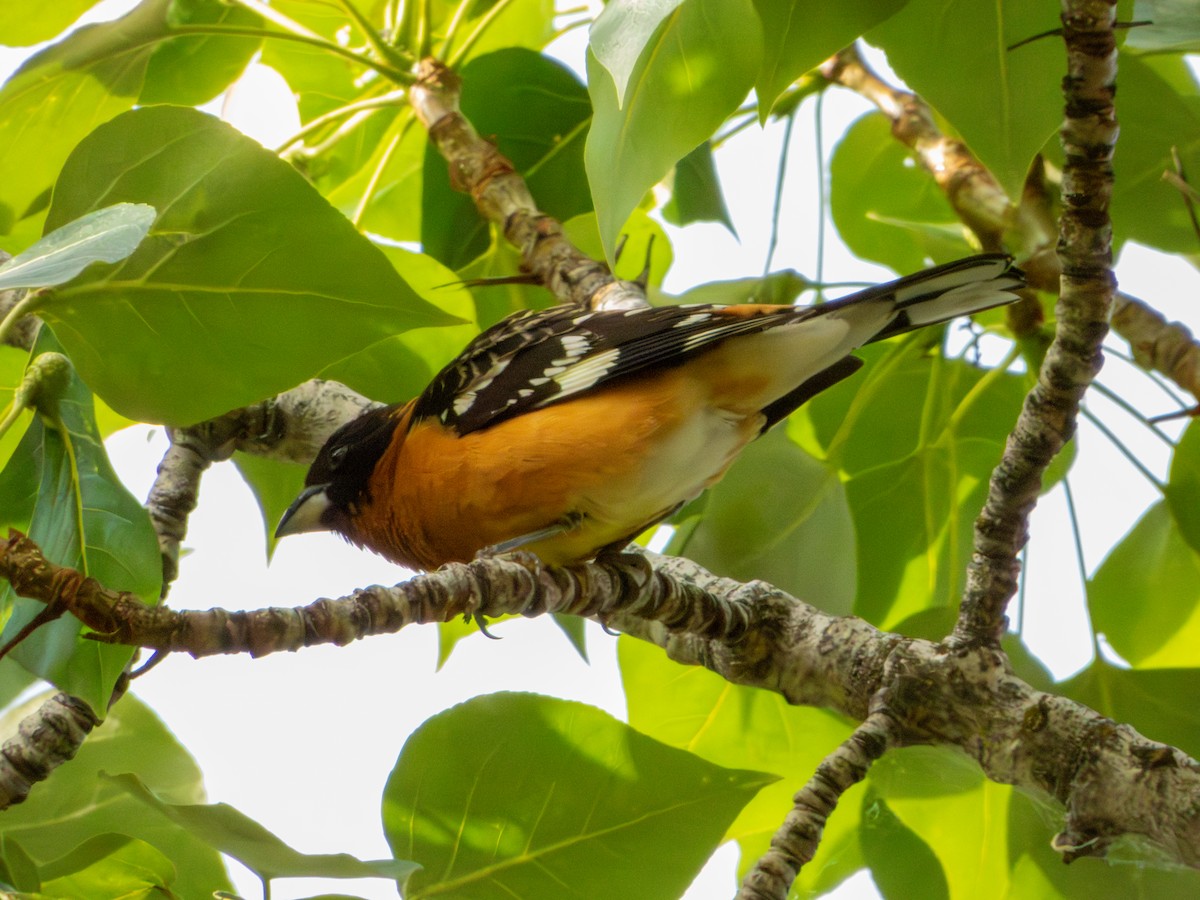 Black-headed Grosbeak - ML636177906