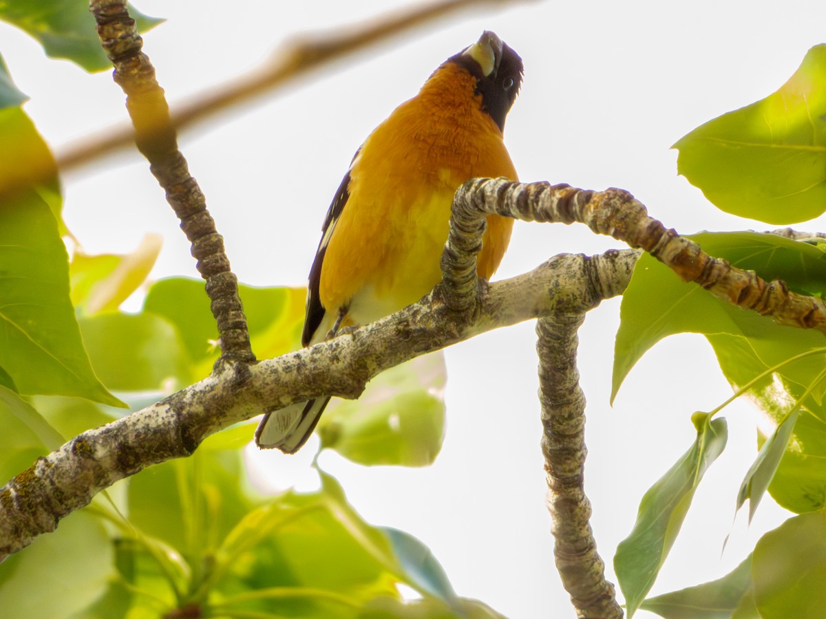 Black-headed Grosbeak - ML636177930