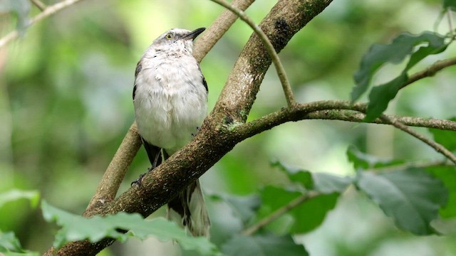 Tropical Mockingbird - ML636177949
