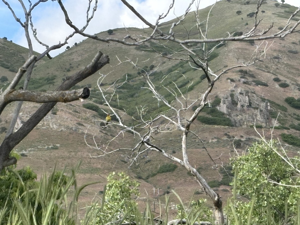 Western Tanager - ML636177986