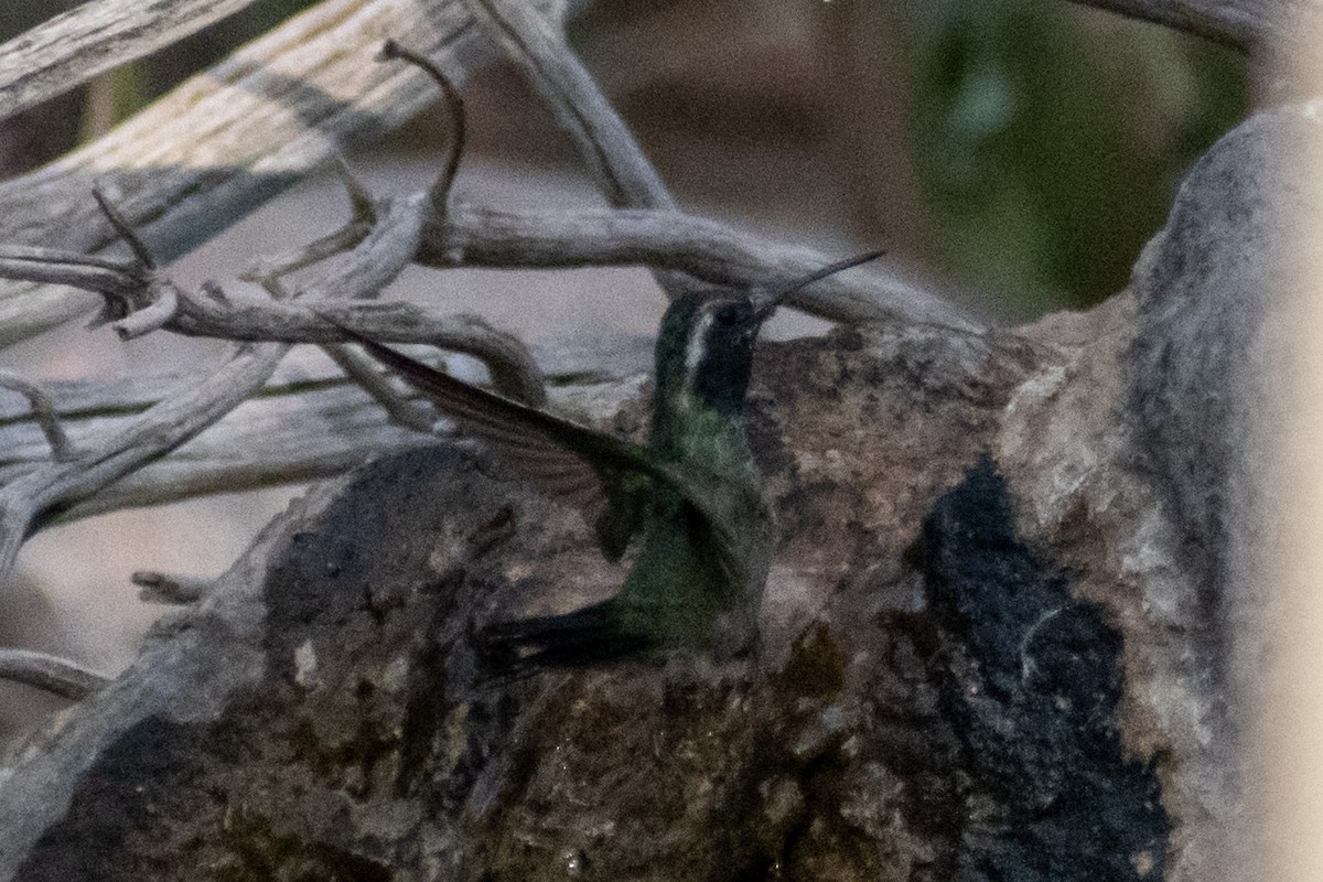 hummingbird sp. - Eric Konkol