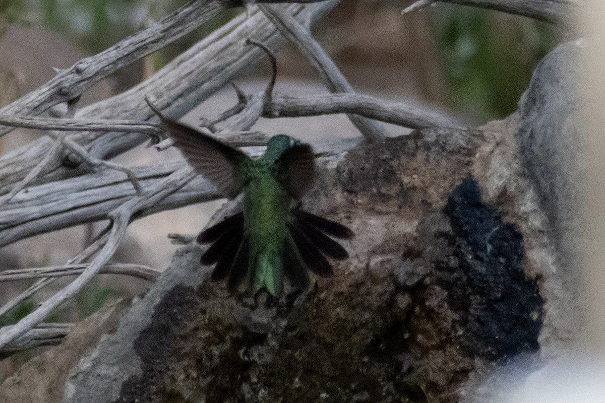 hummingbird sp. - Eric Konkol