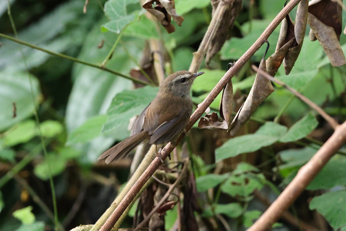 Aberrant Bush Warbler - ML636178412