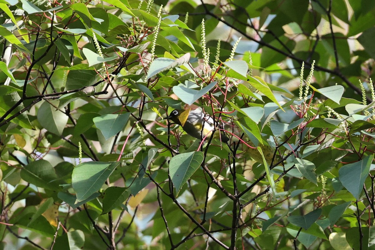 Black-capped White-eye - ML636178451