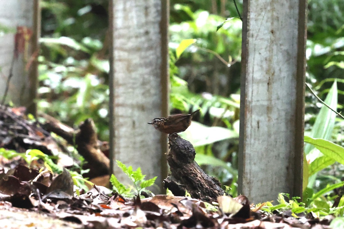 Mountain Wren-Babbler - ML636178465