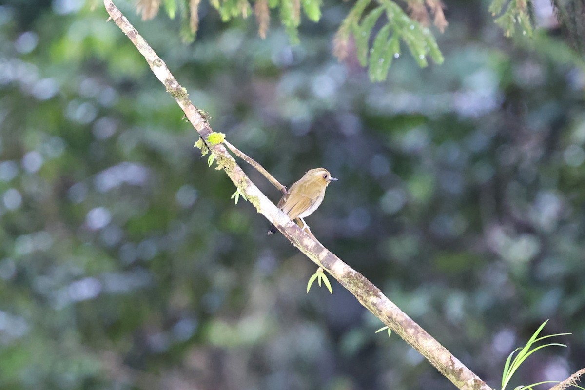 Eyebrowed Jungle Flycatcher - ML636178556