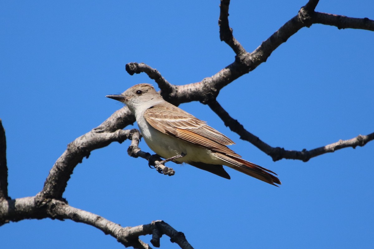 Ash-throated Flycatcher - ML63617861