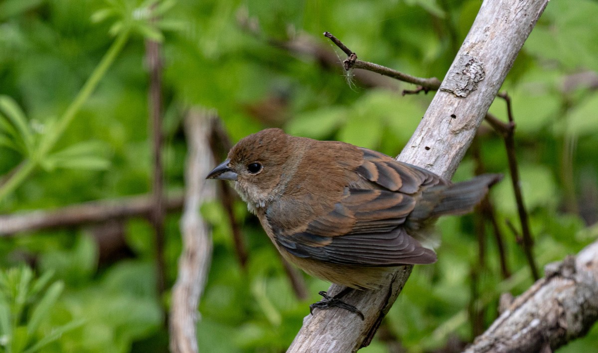 Indigo Bunting - ML636178674