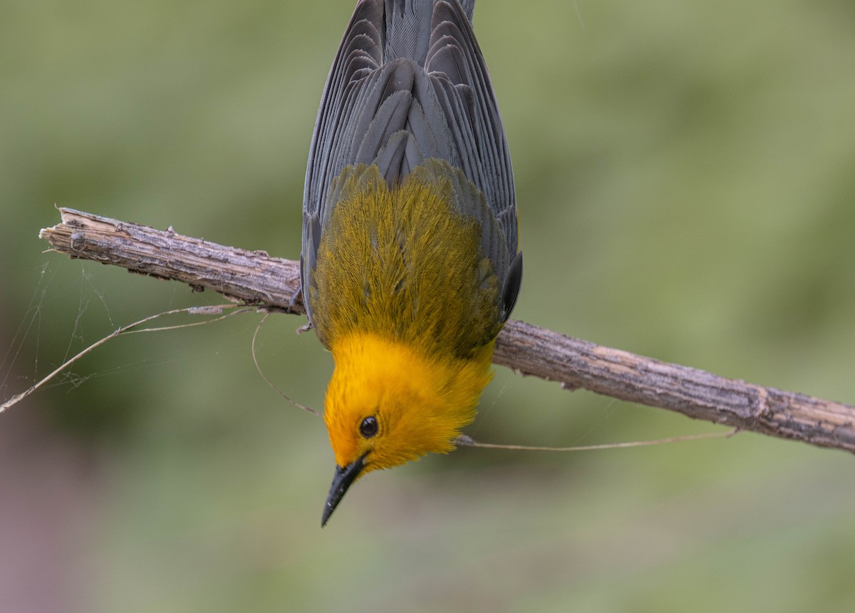Prothonotary Warbler - ML636178690