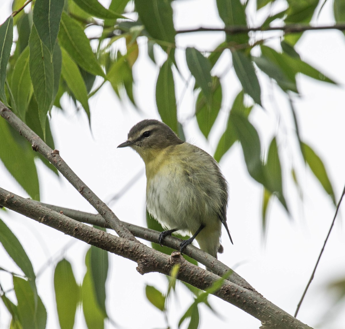 Philadelphia Vireo - ML636178704