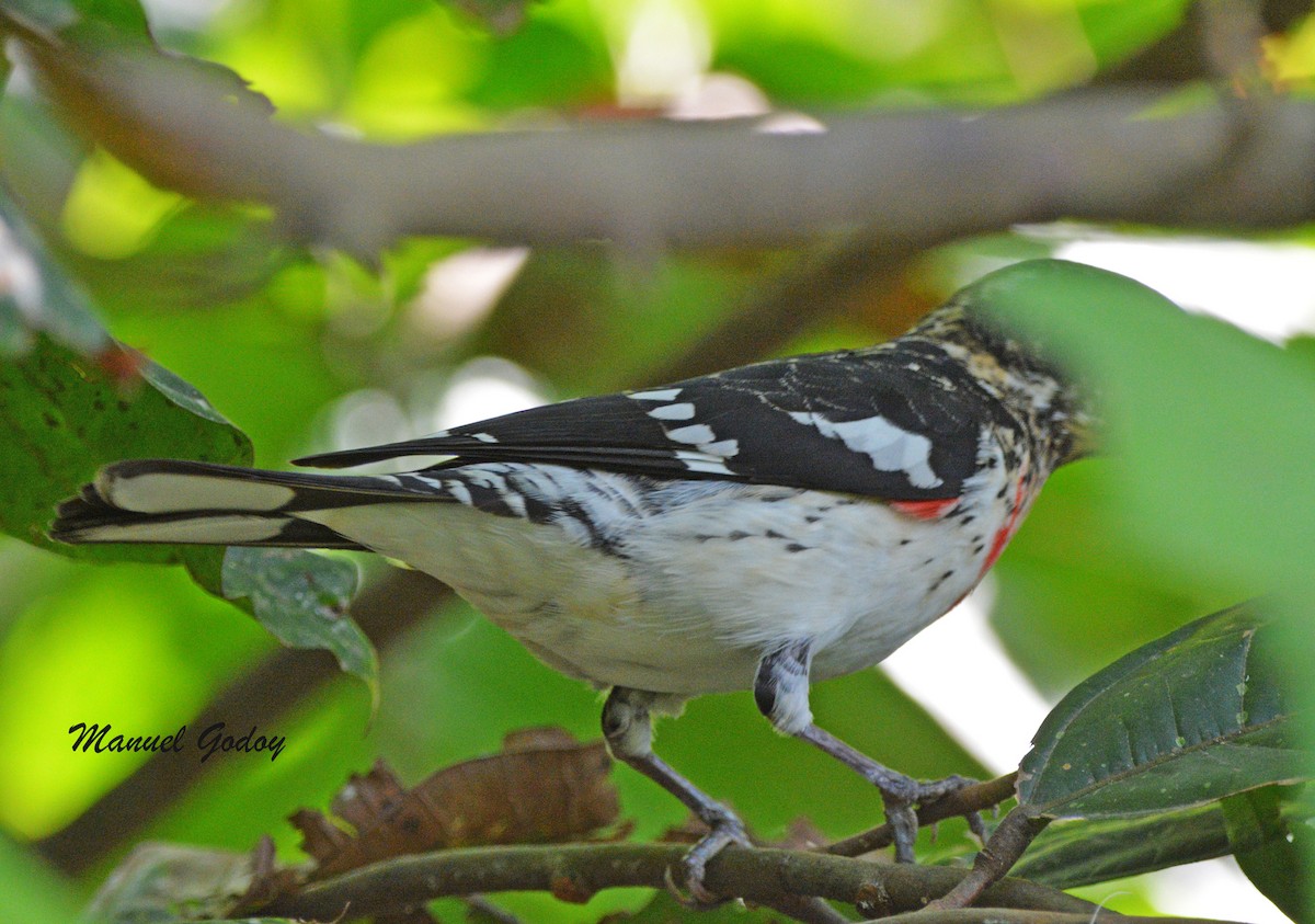 Rose-breasted Grosbeak - ML636178718