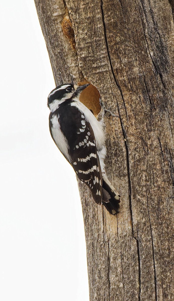 Downy Woodpecker - ML636178738