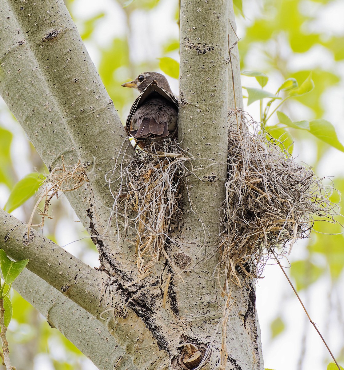 American Robin - ML636178755