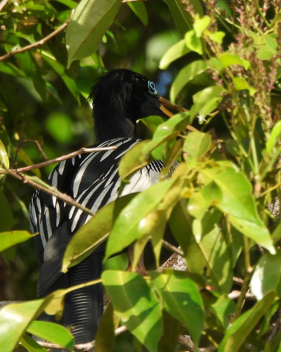 anhinga americká - ML636178775