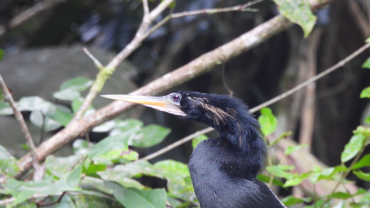 anhinga americká - ML636178777