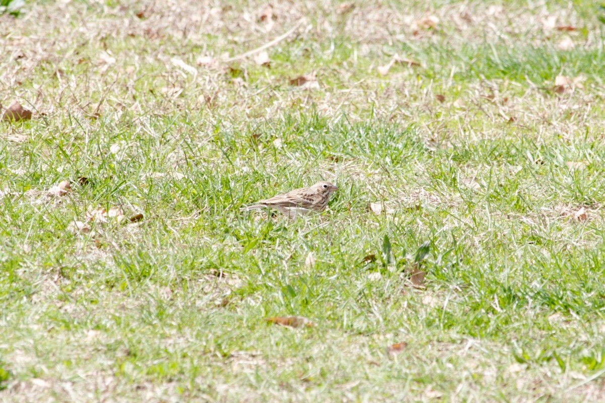 Vesper Sparrow - ML636178781