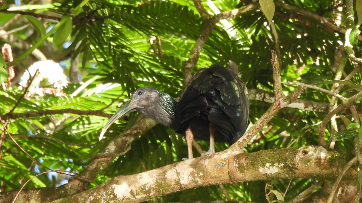 ibis zelený - ML636178785