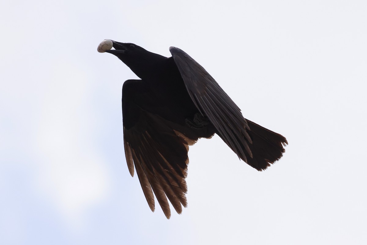 Fish Crow - ML636178792