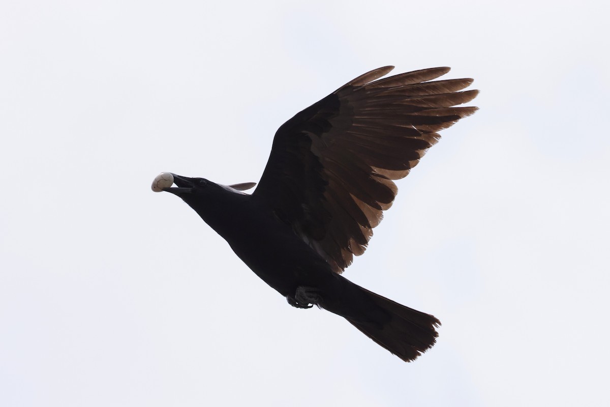 Fish Crow - ML636178793