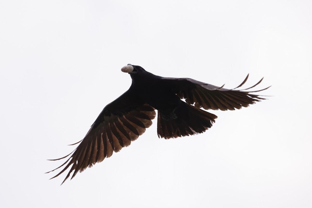 Fish Crow - ML636178794