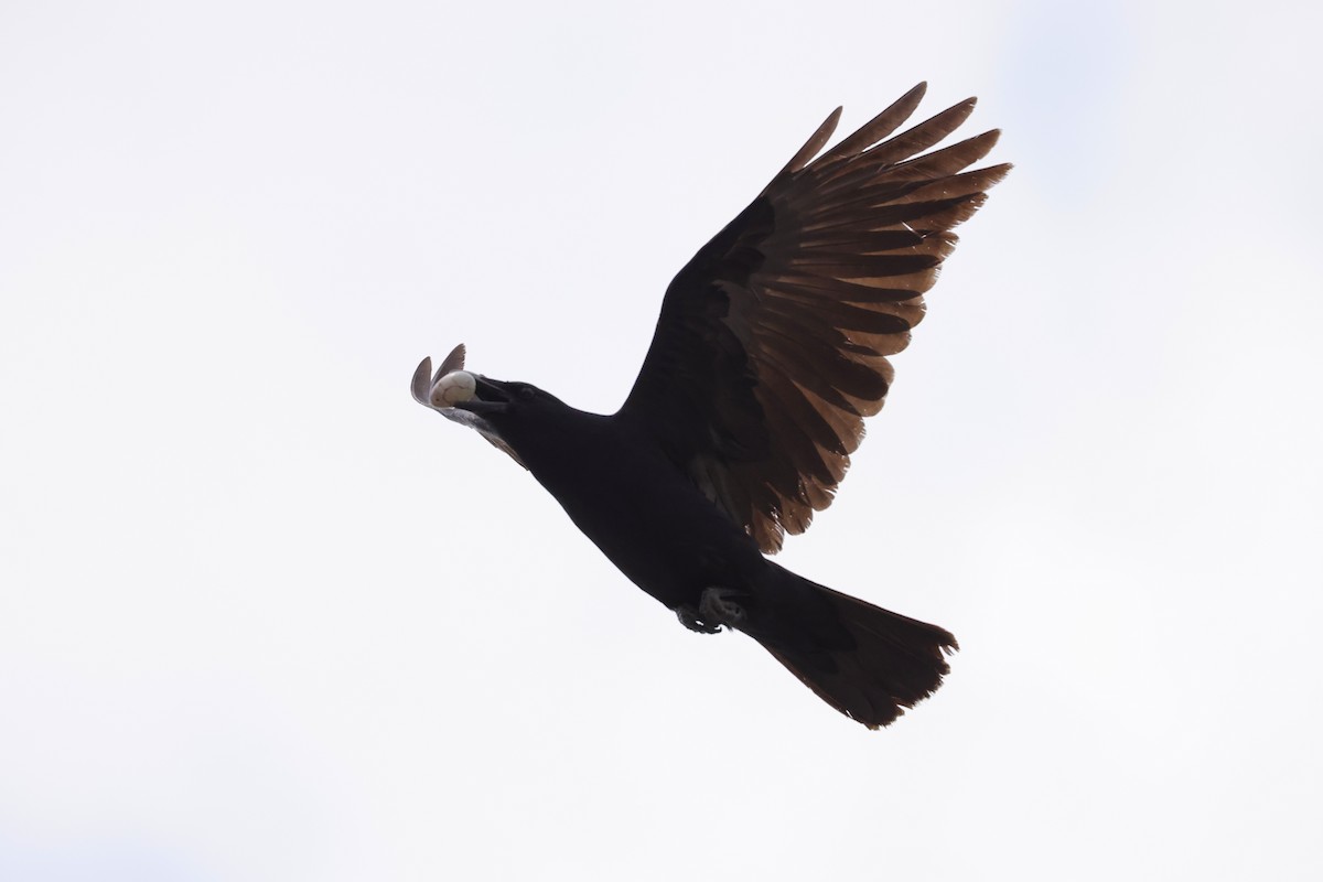 Fish Crow - ML636178795