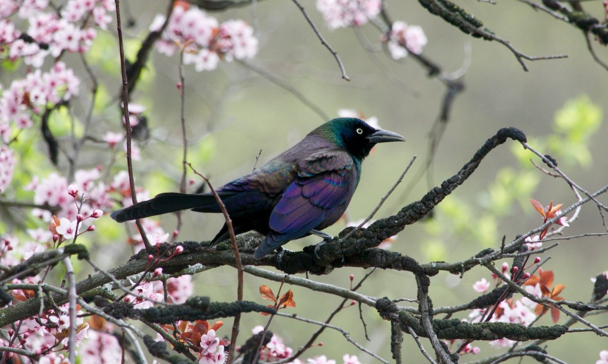 Common Grackle - ML636178803