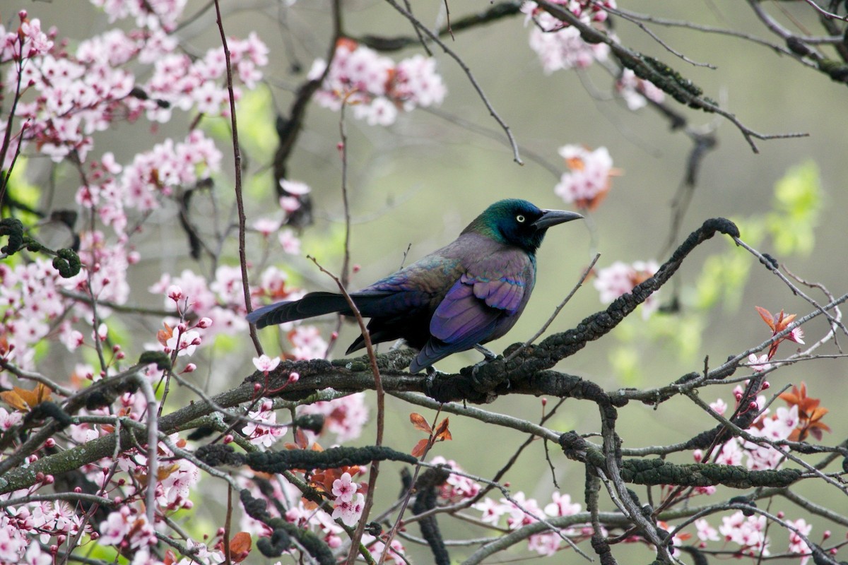 Common Grackle - ML636178804