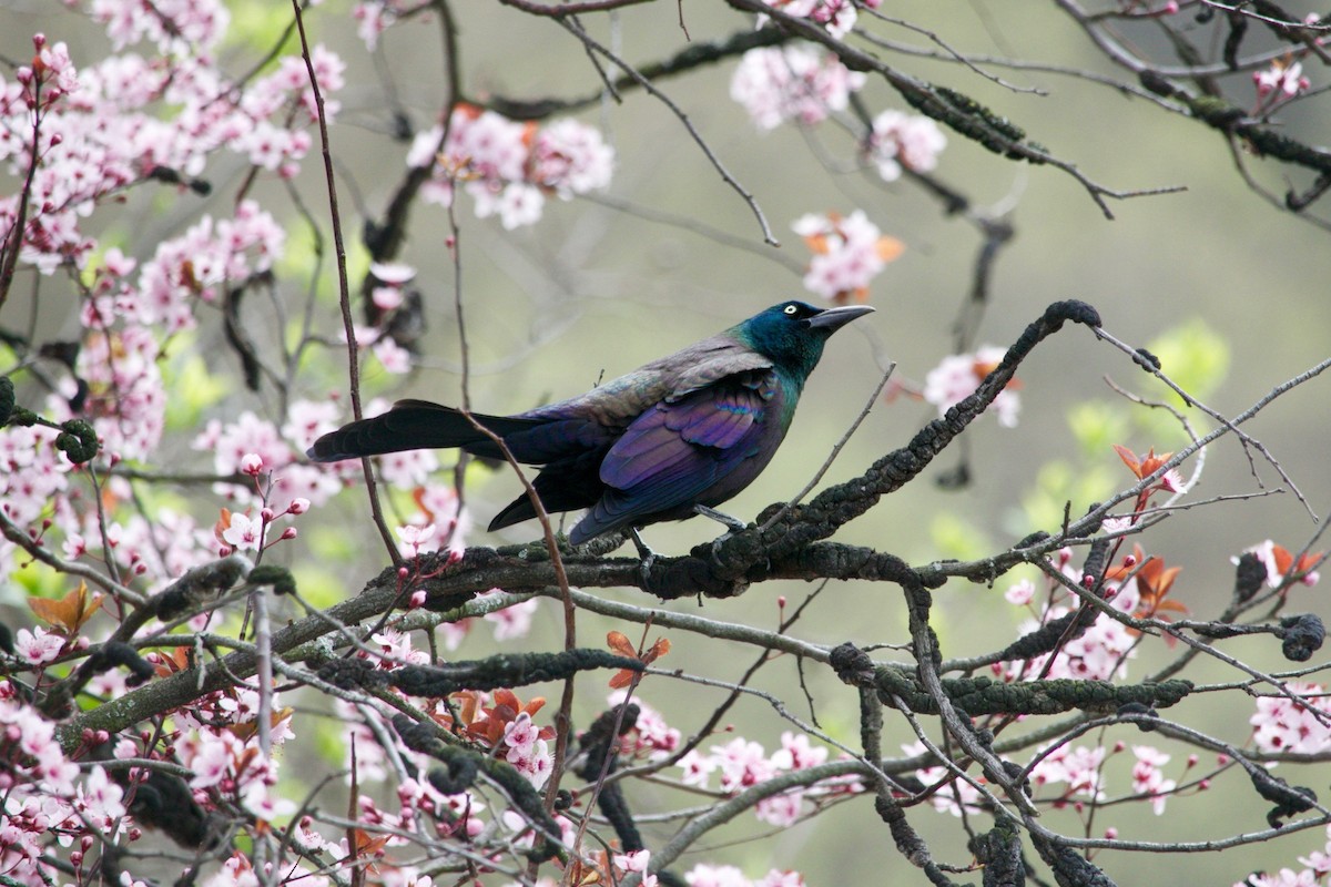 Common Grackle - ML636178805