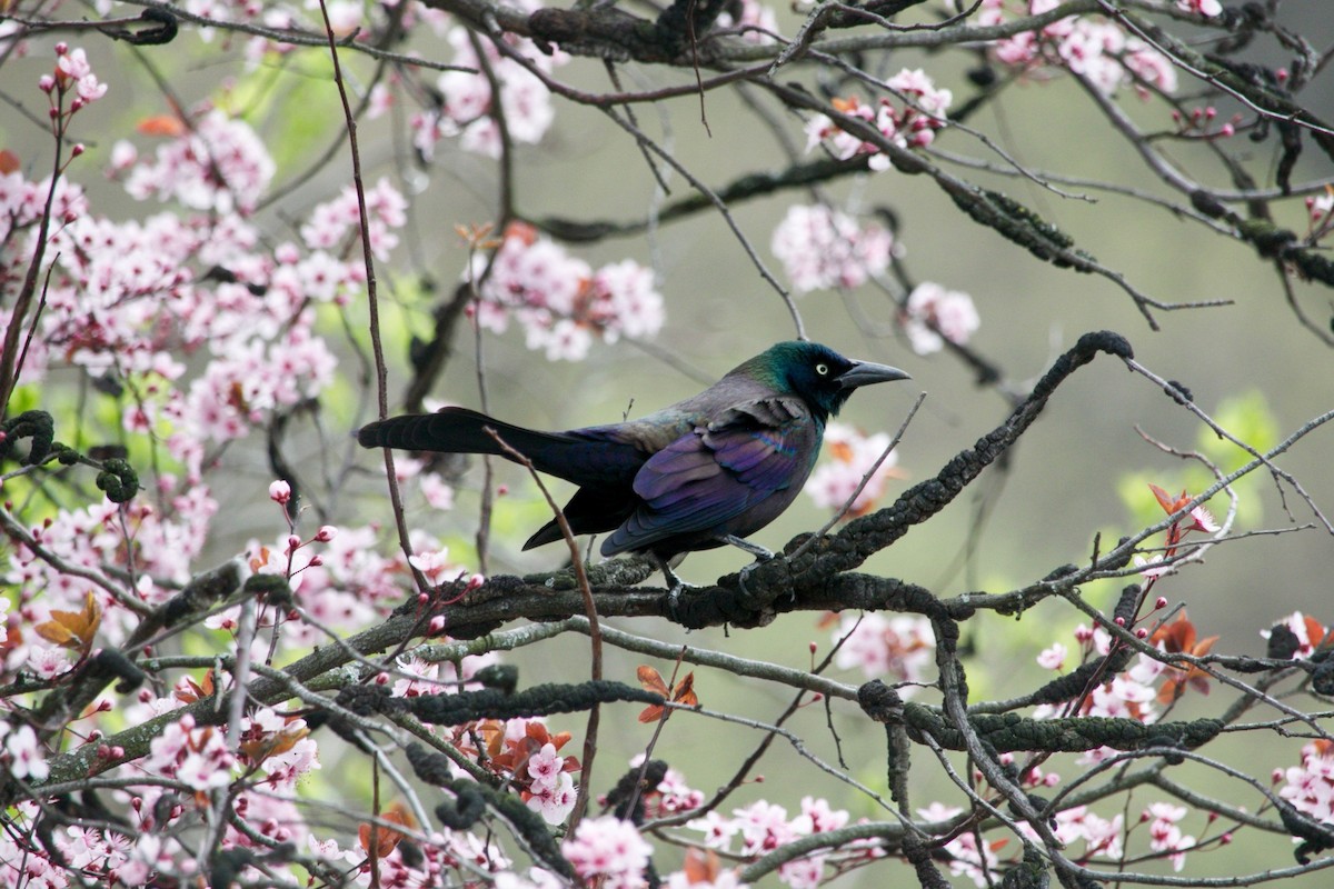 Common Grackle - ML636178807