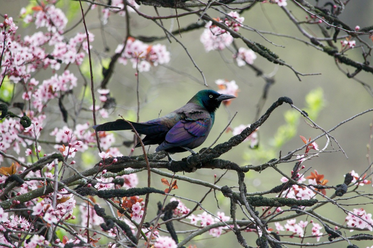 Common Grackle - ML636178808