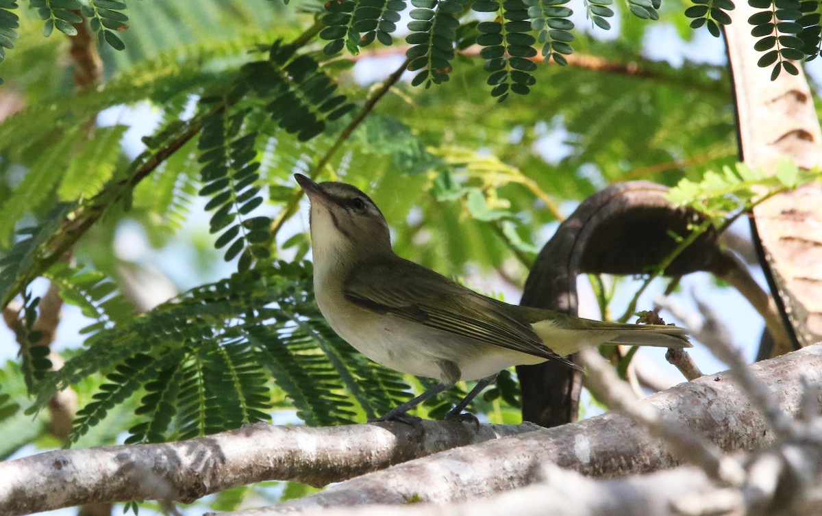 Black-whiskered Vireo - ML636178917