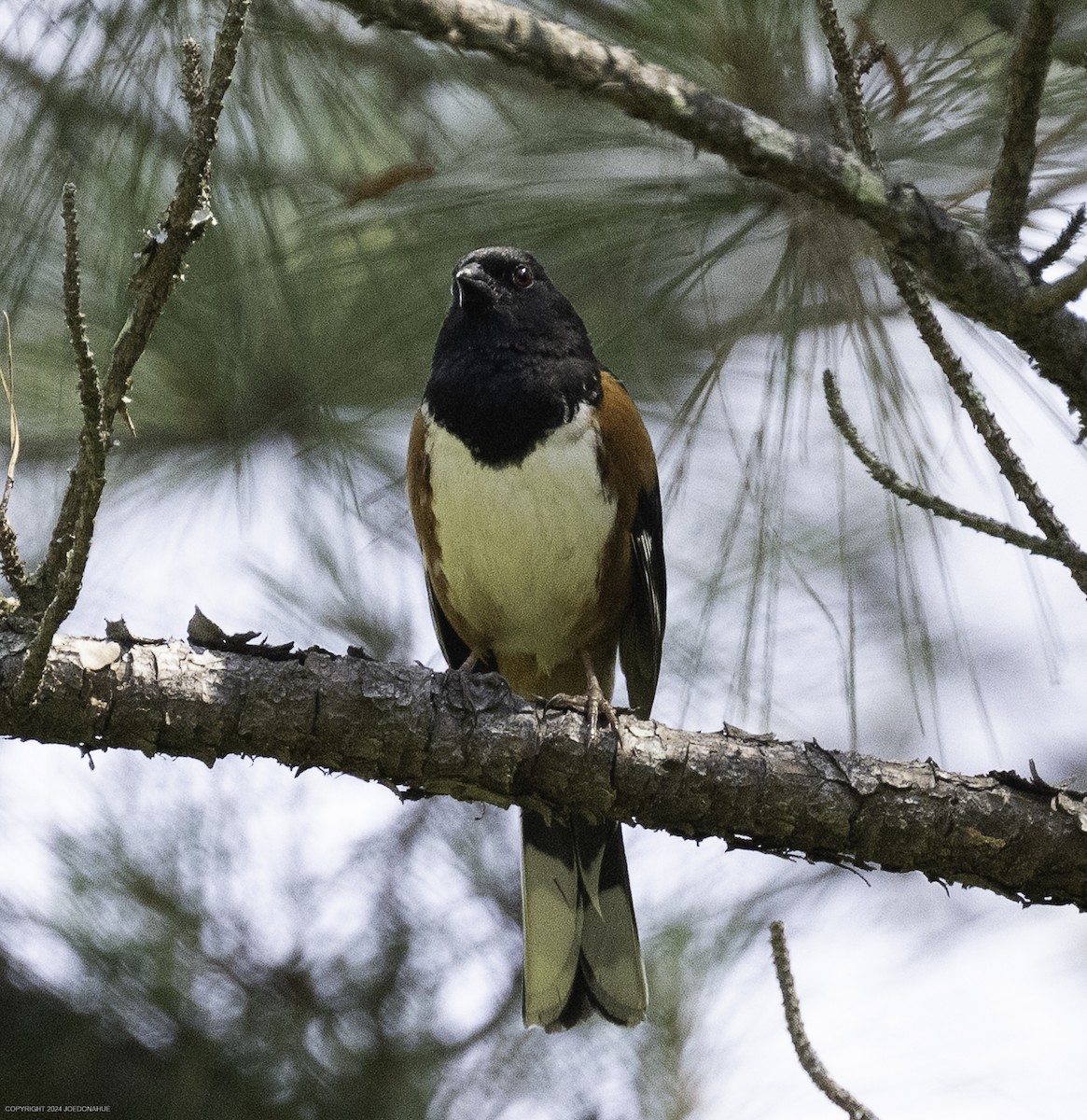 Eastern Towhee - ML636178961