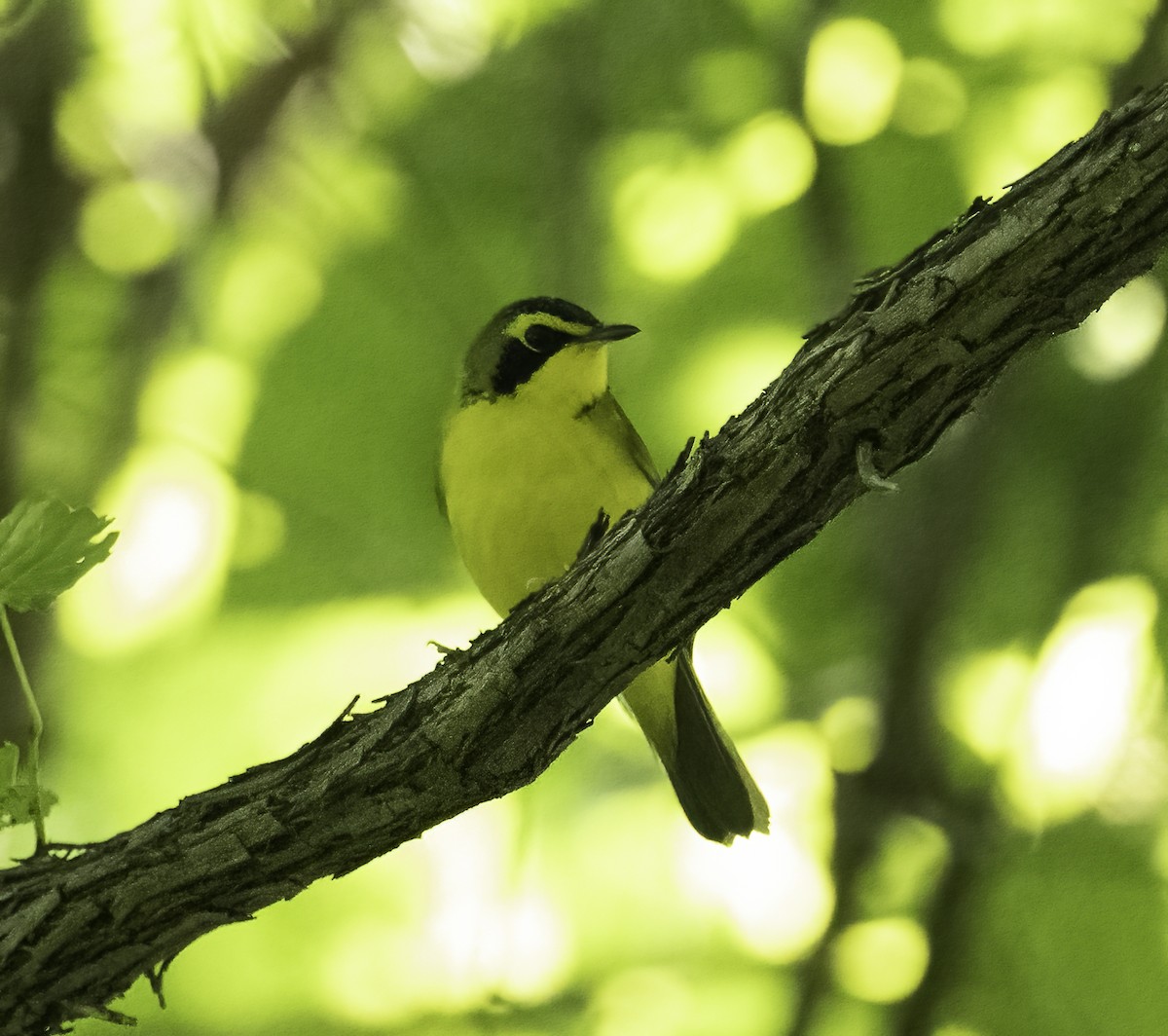 Kentucky Warbler - ML636178978