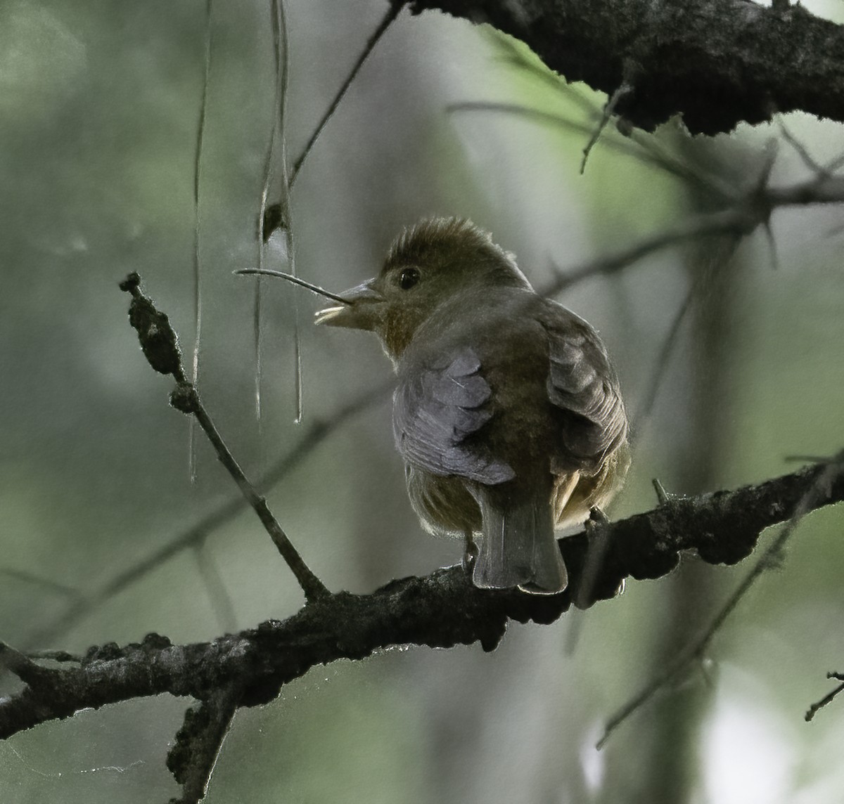 Summer Tanager - ML636179020