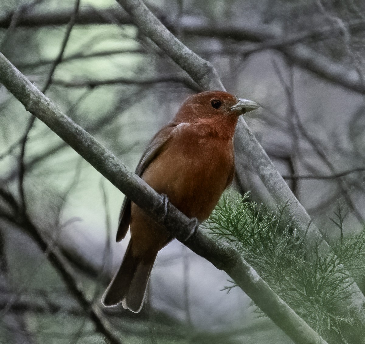 Summer Tanager - ML636179021