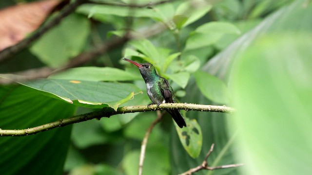 Glittering-throated Emerald - ML636179144