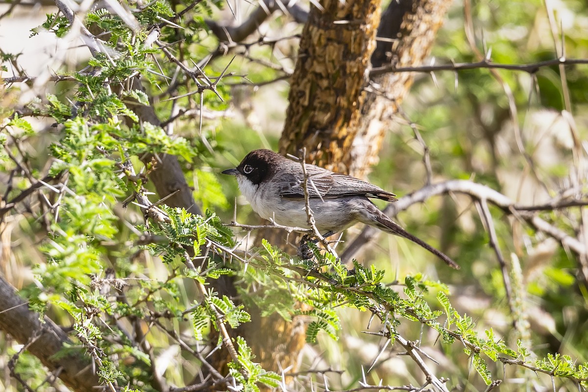 Arabian Warbler - ML636179171