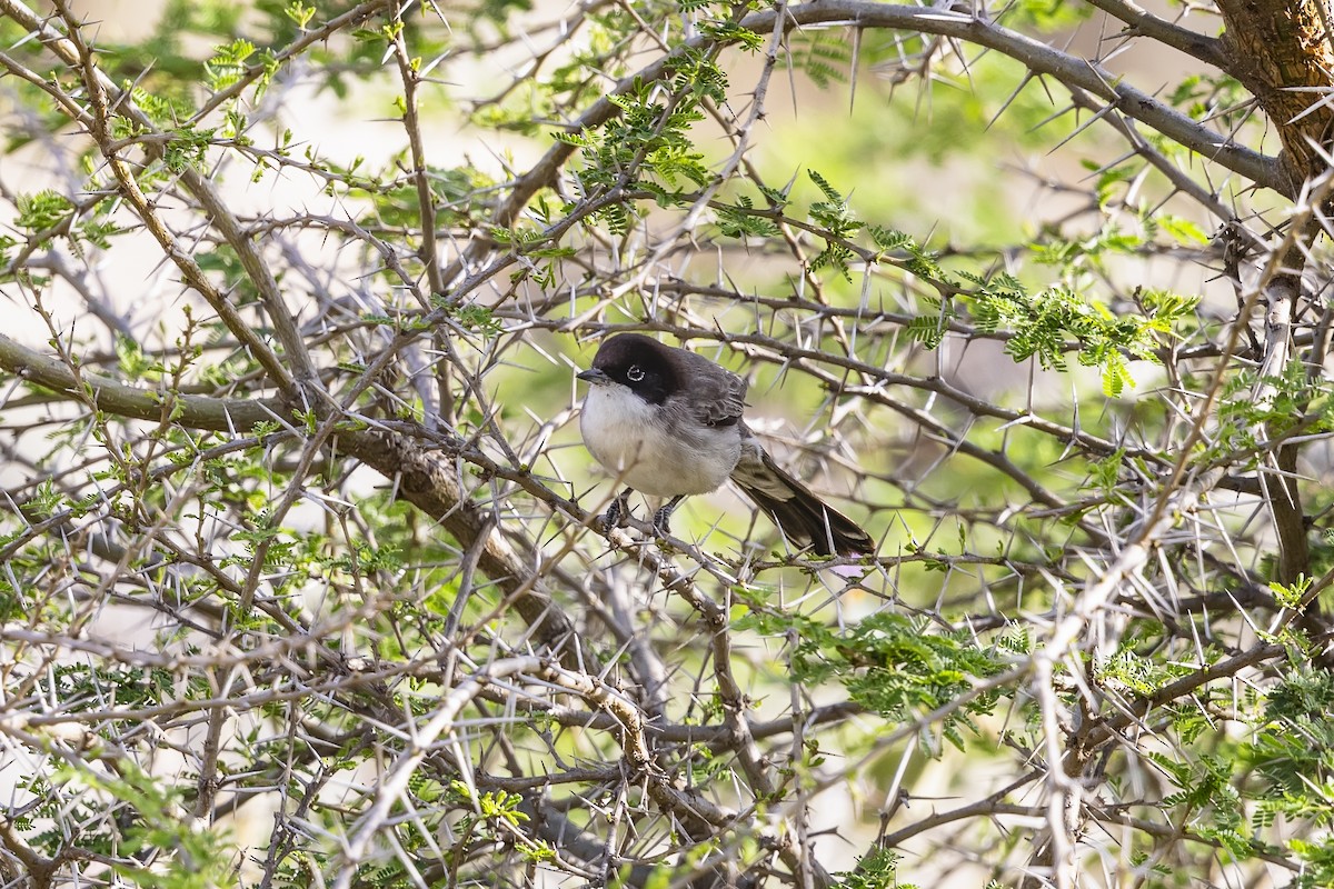 Arabian Warbler - ML636179172
