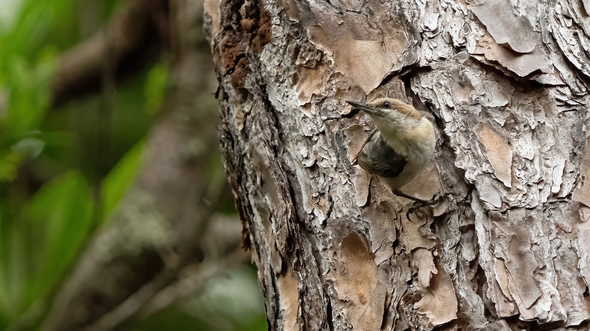 Brown-headed Nuthatch - ML636179272