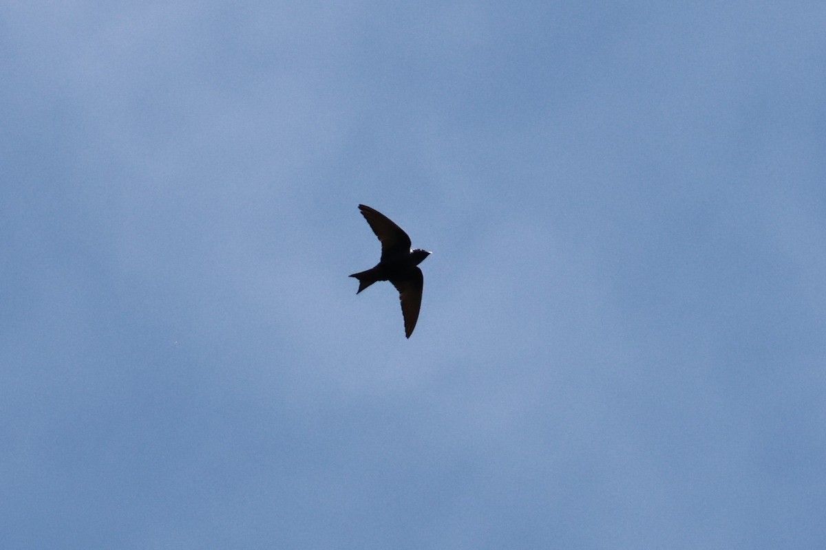 Purple Martin - ML636179275
