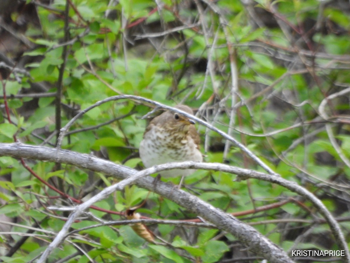 Swainson's Thrush - ML636179278