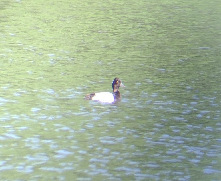 小斑背潛鴨 - ML636179351