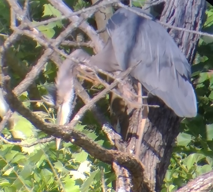 Great Blue Heron - ML636179399
