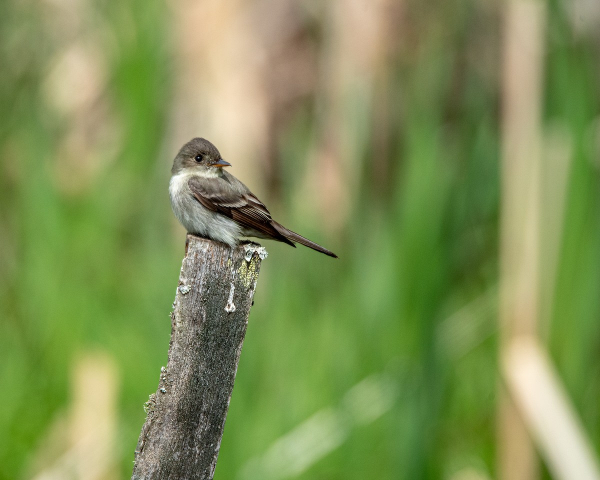 Eastern Wood-Pewee - ML636179421