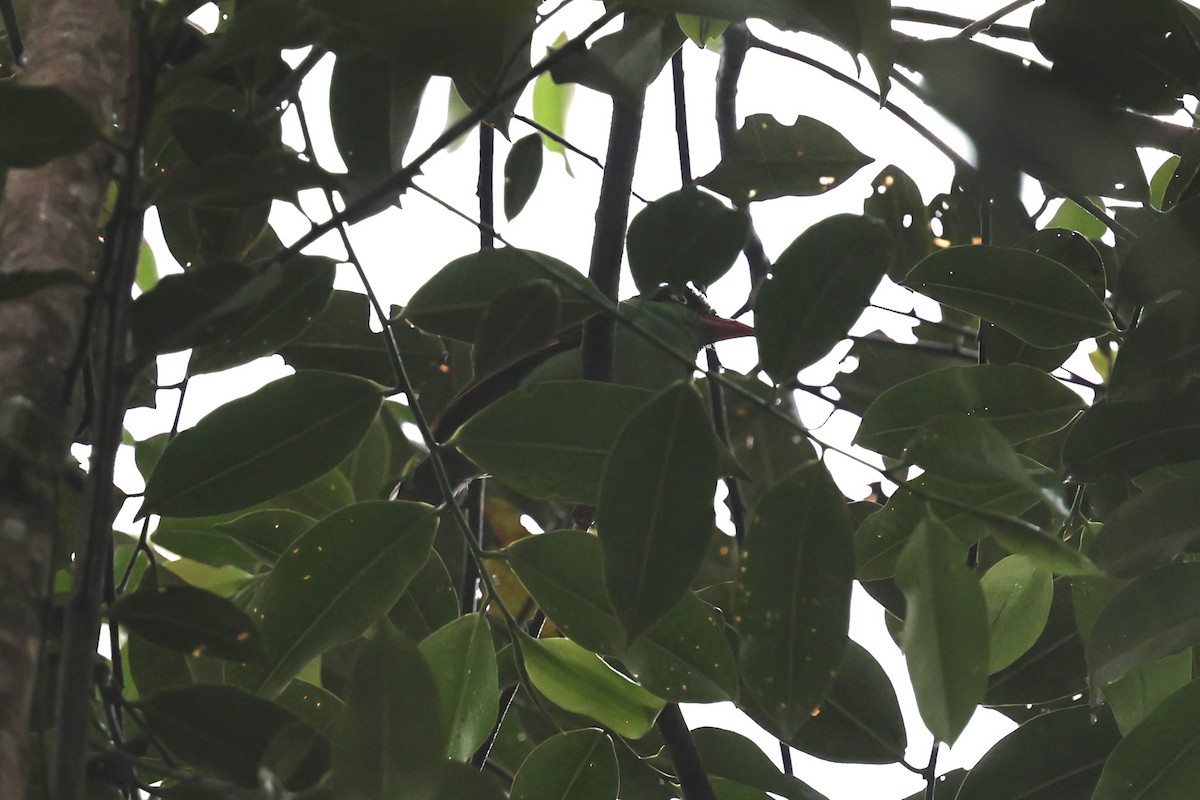 Bornean Green-Magpie - ML636179447