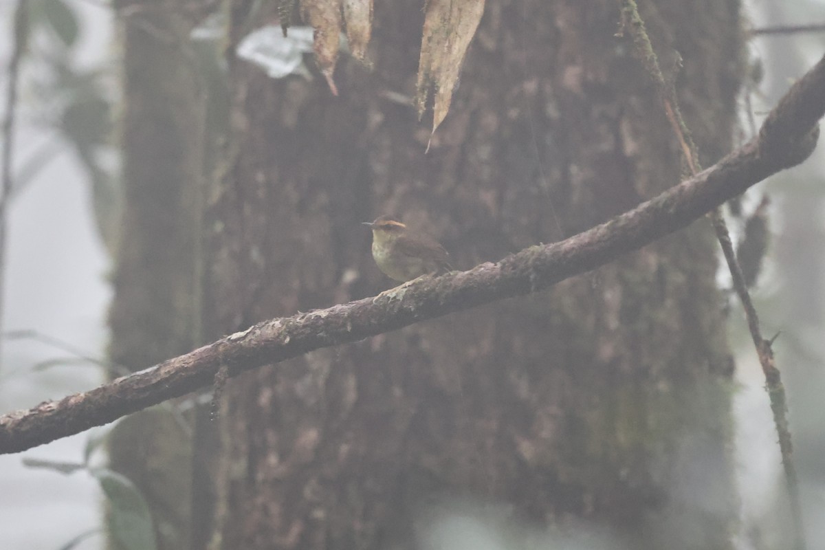 Bornean Stubtail - ML636179465