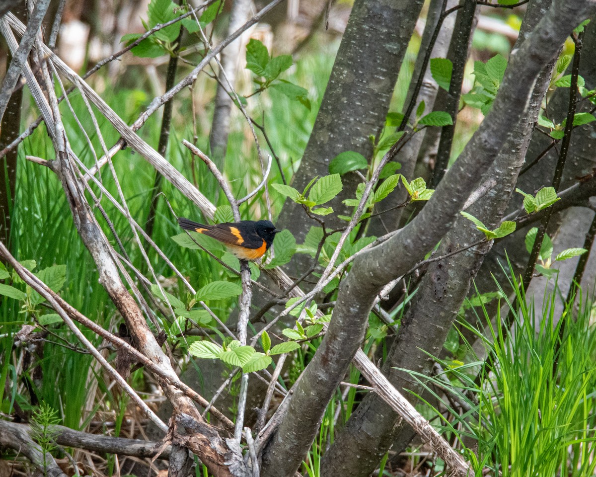 American Redstart - ML636179487