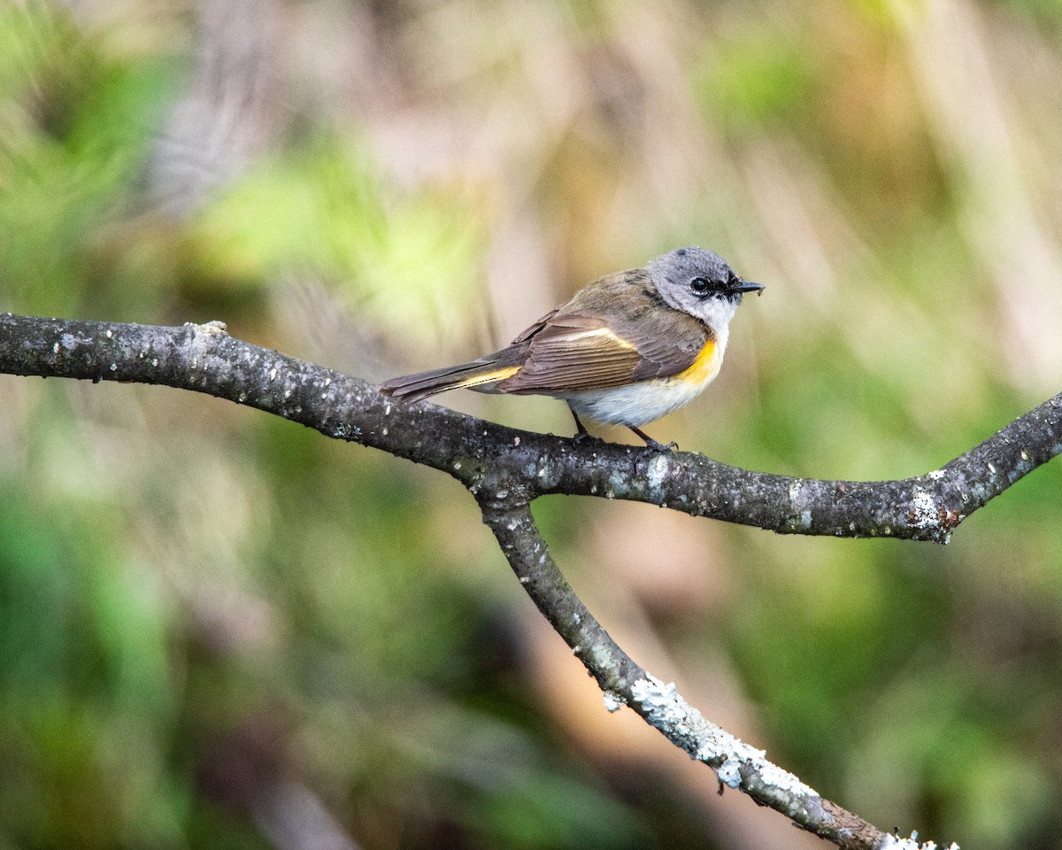 American Redstart - ML636179488