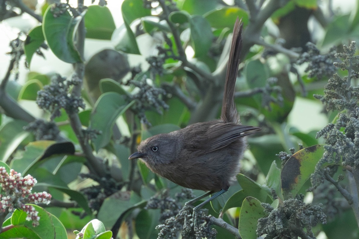 Wrentit - ML636179498
