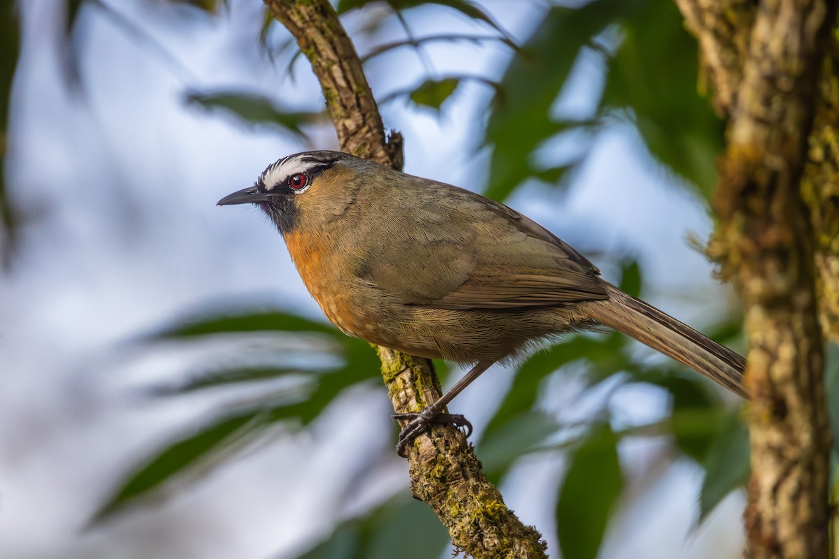 Nilgiri Laughingthrush - ML636179526